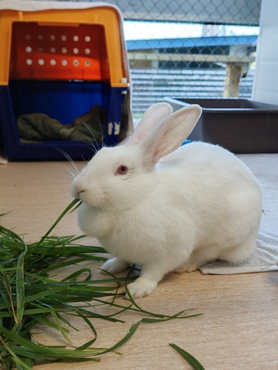 Bonnie - New Zealand