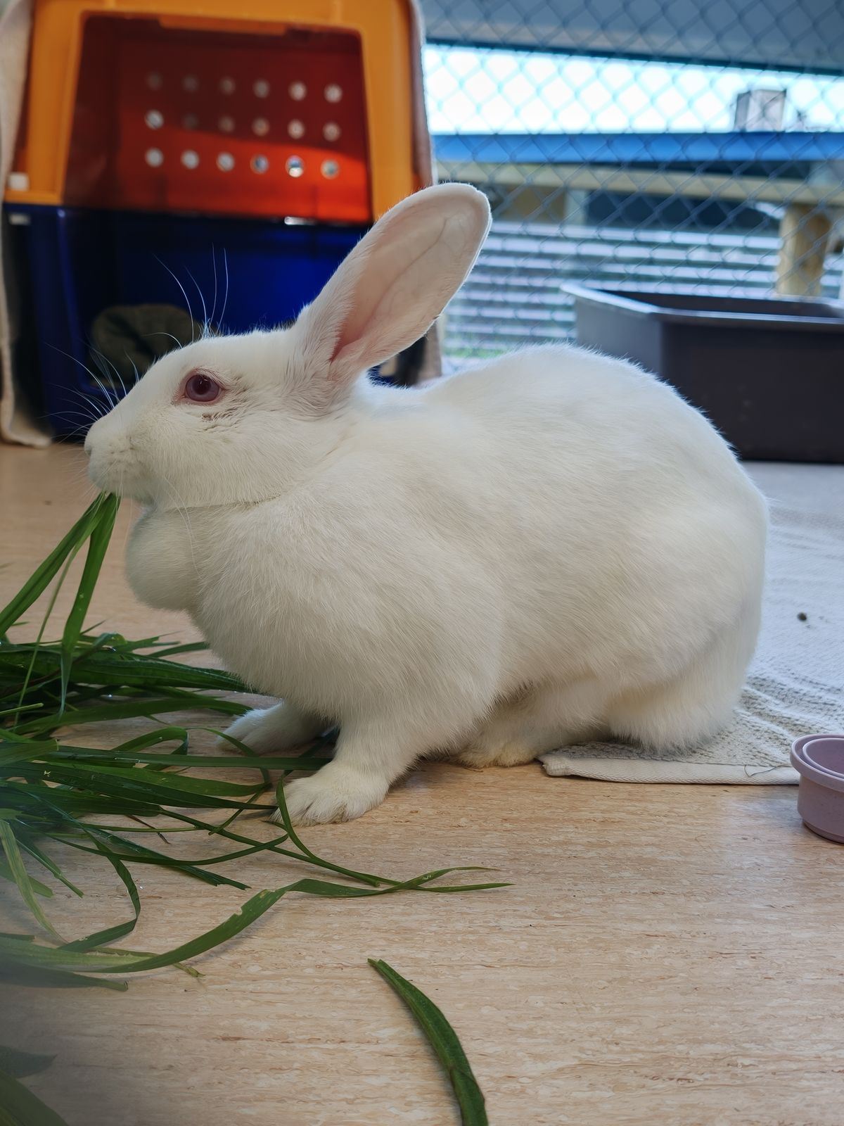 Gallery image: Bonnie