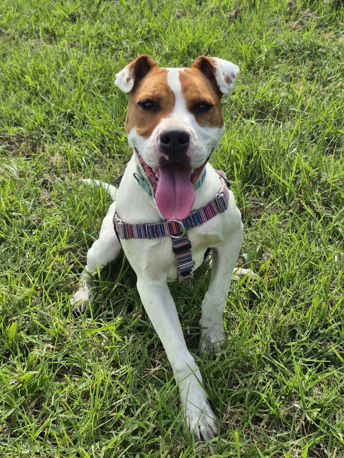 Gallery image: Barley