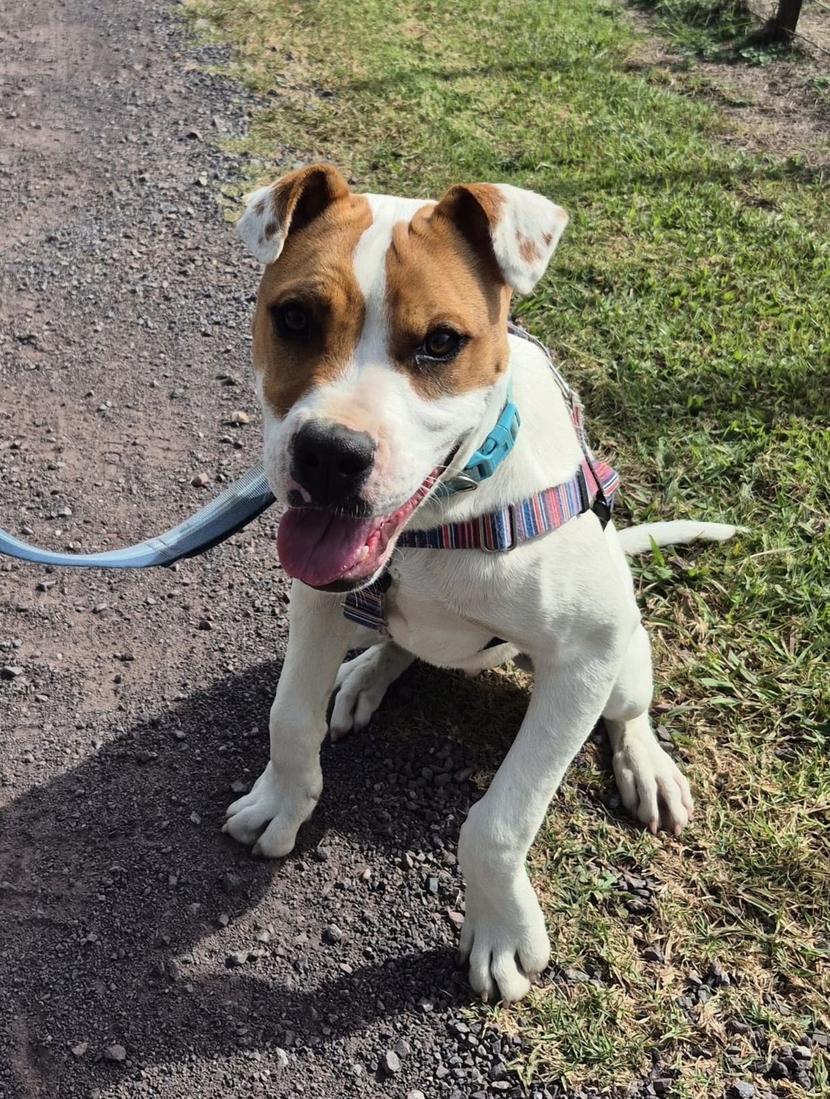 Gallery image: Barley