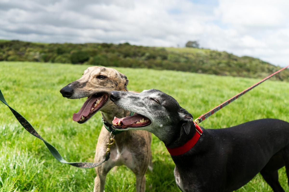 SPCA celebrates Parliamentary Committee report supporting an end to commercial greyhound racing 