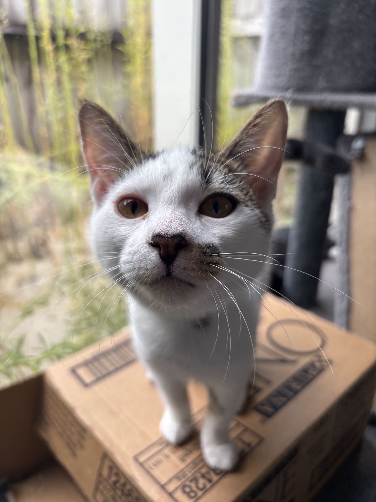 Gallery image: McWindow