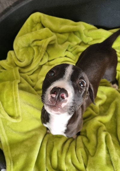 Ben - Medium Cross Breed