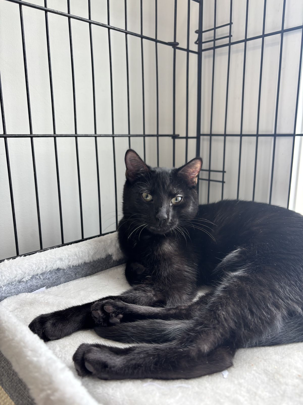 Gallery image: Asterix