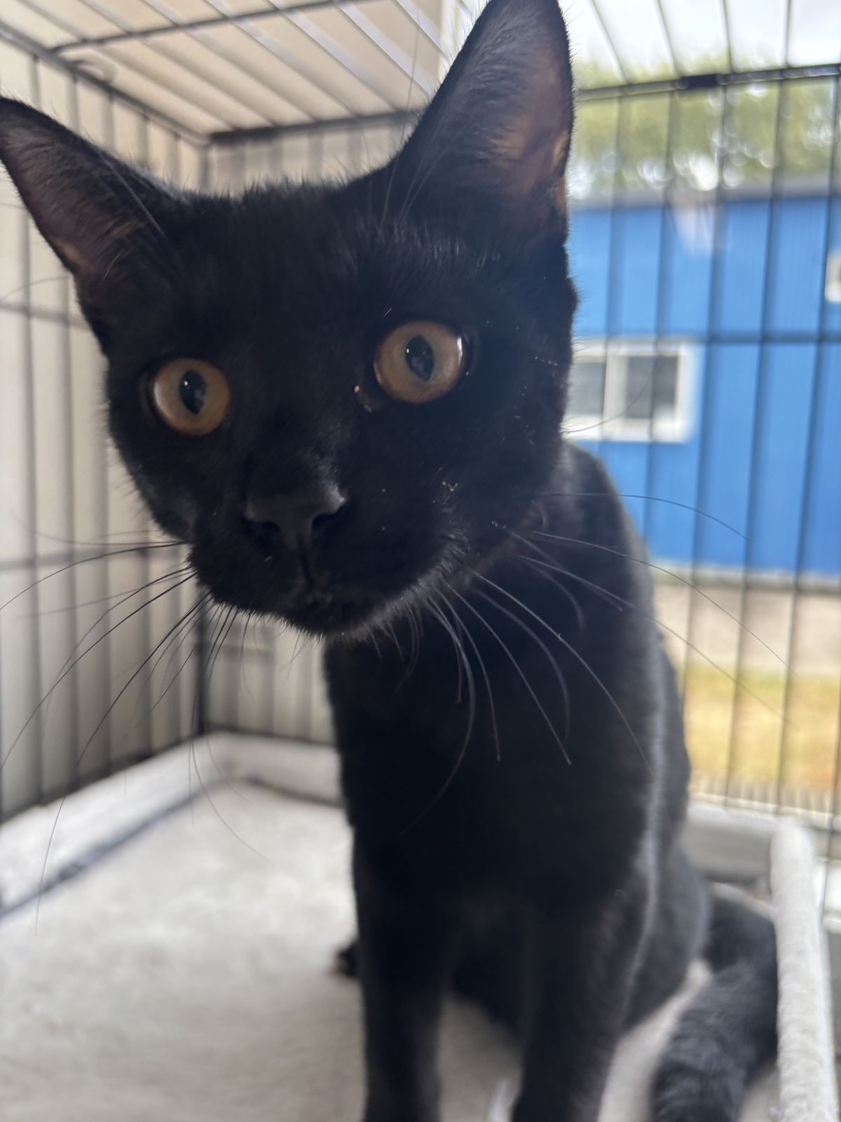 Gallery image: Obelix