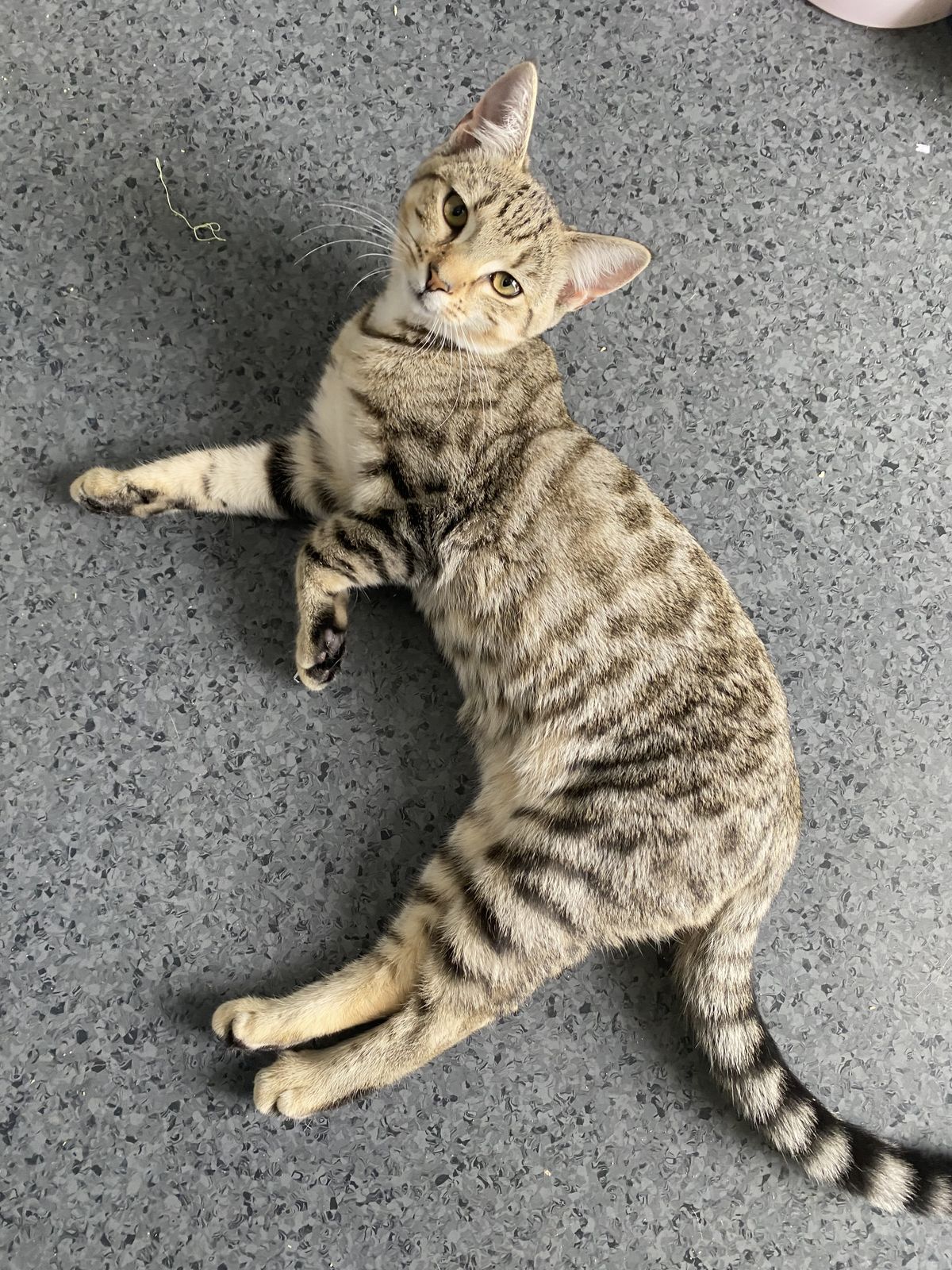 Gallery image: Donut