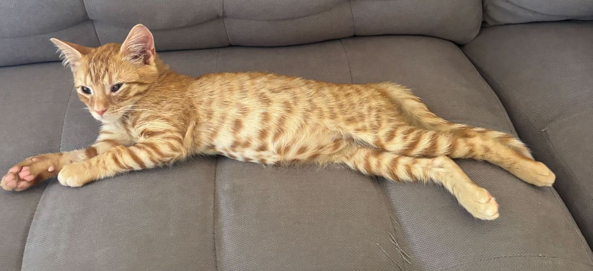 Gallery image: Alfred