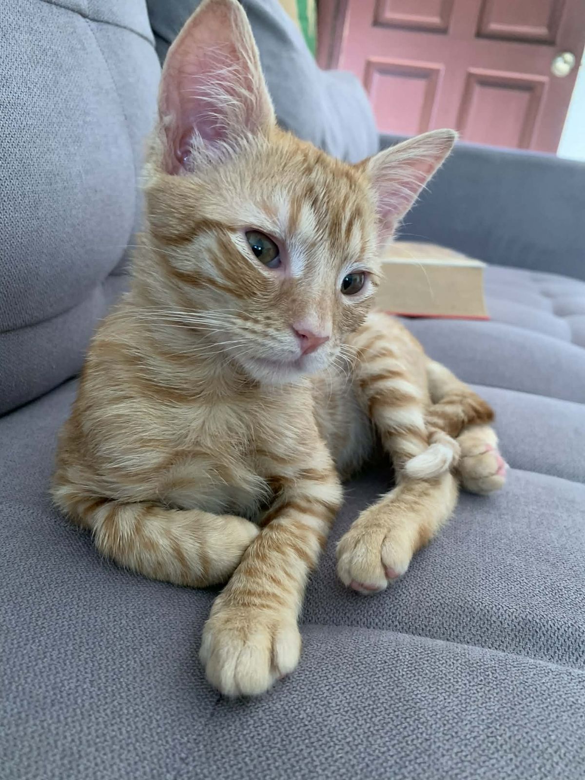 Gallery image: Alfred