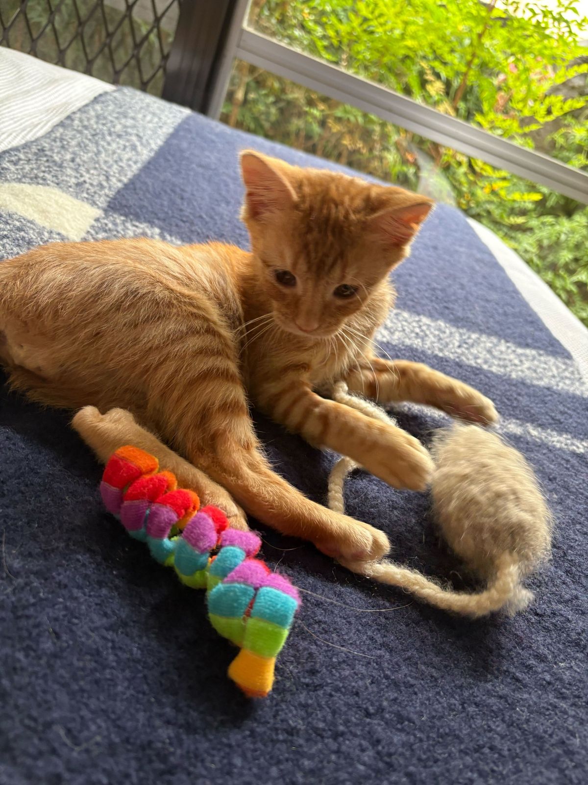 Gallery image: Alfred