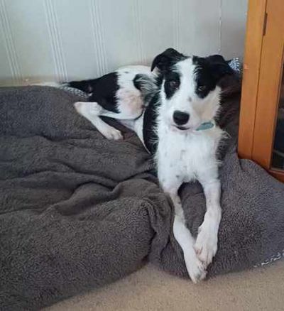 Man prosecuted after failing to treat his dog for obvious hip injury 