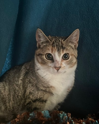 Lila - Domestic Short Hair