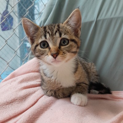 Mingming - Domestic Short Hair