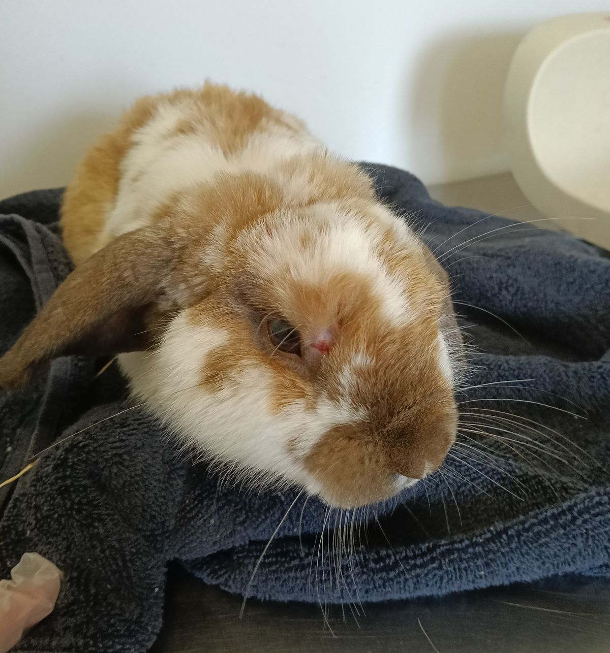 Gallery image: Benedict