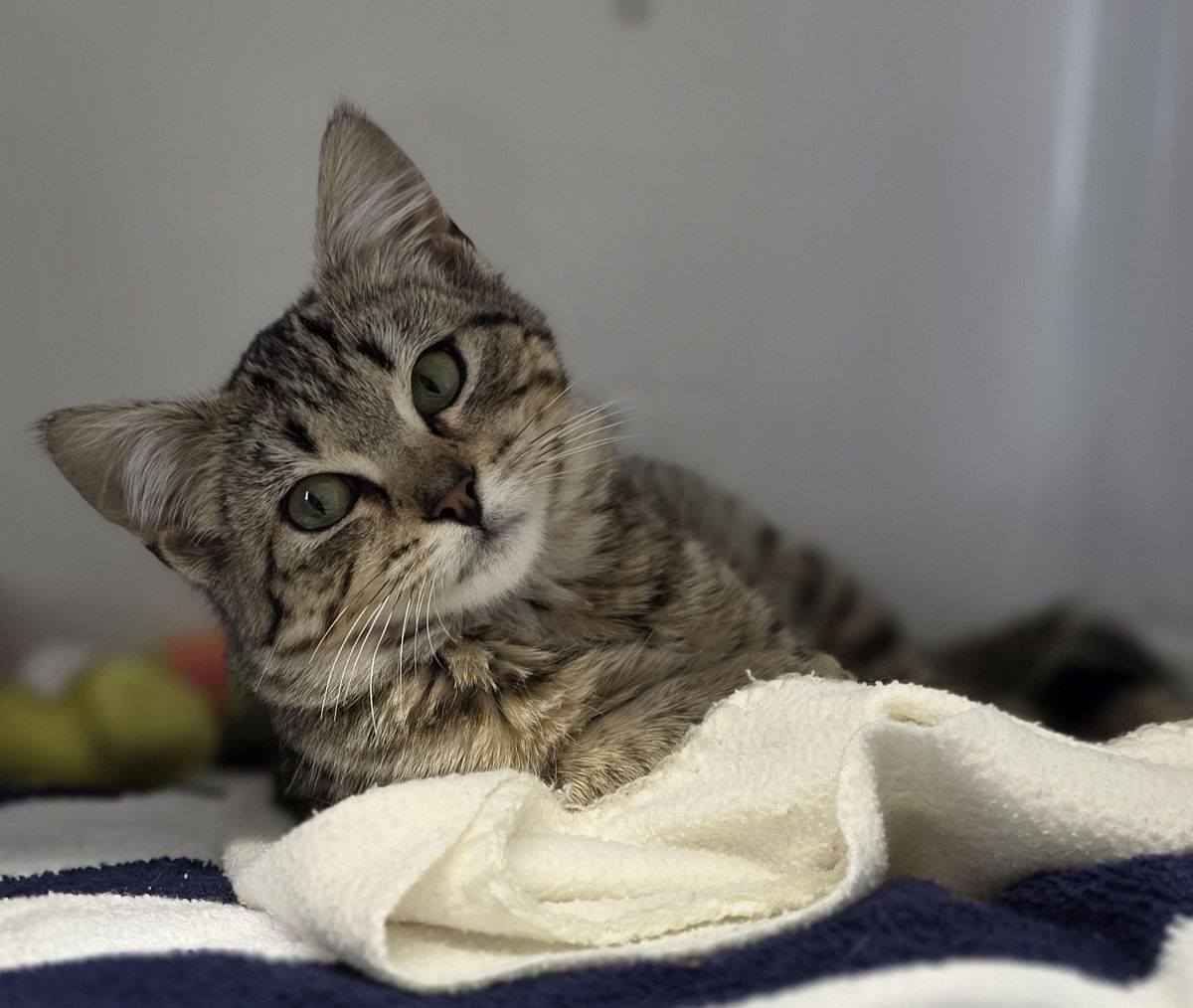 Gallery image: Lilly