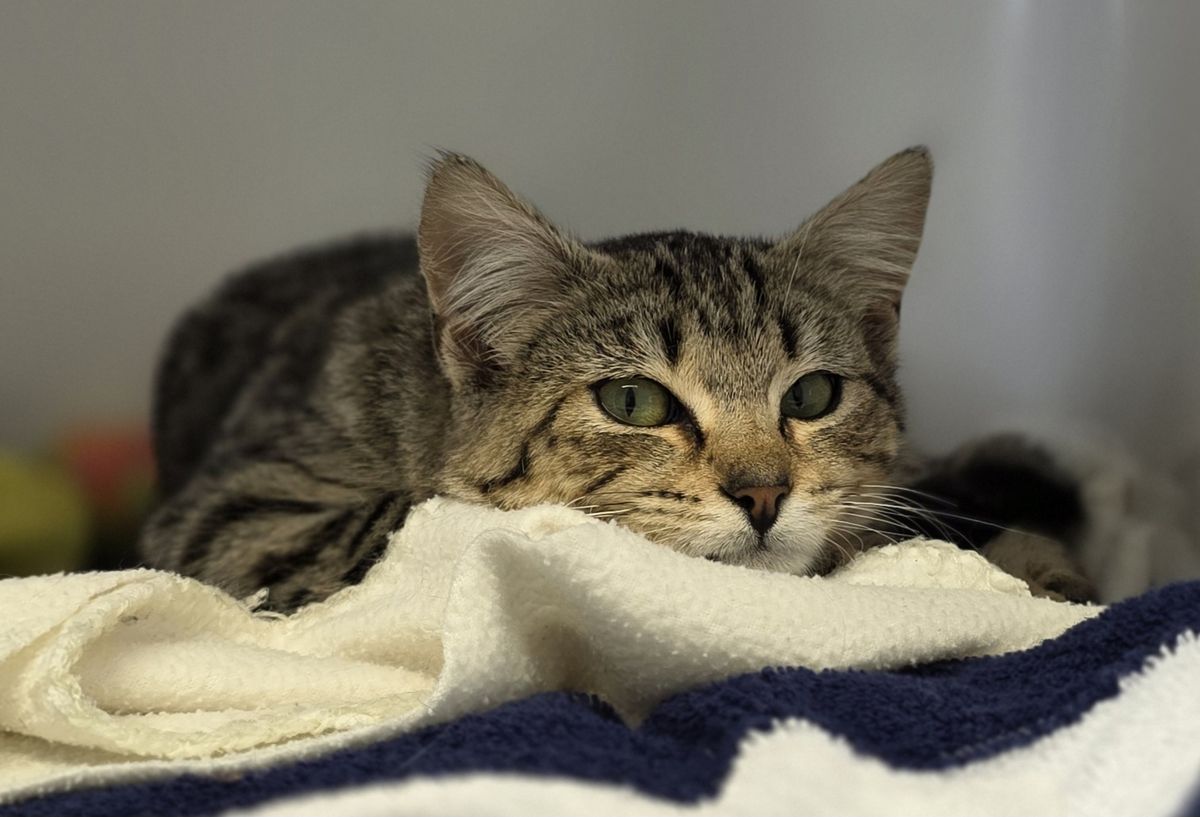 Gallery image: Lilly