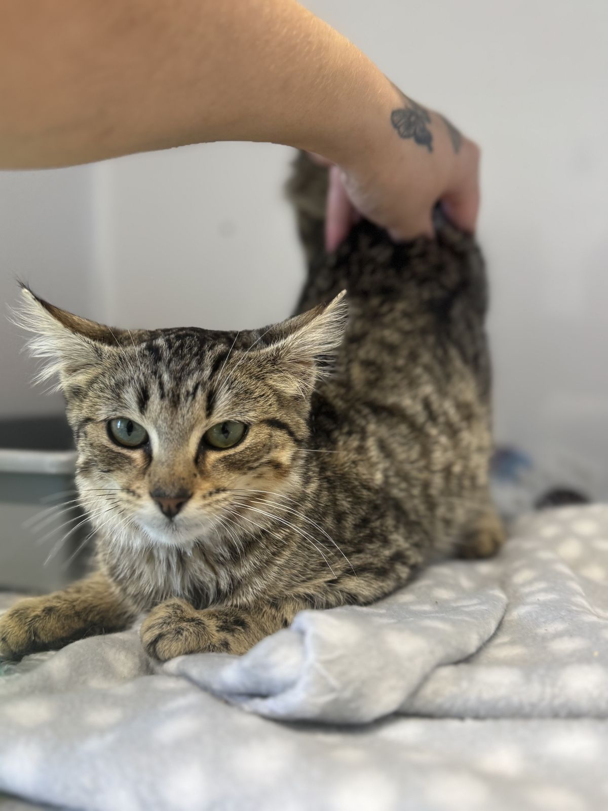 Gallery image: Lilly