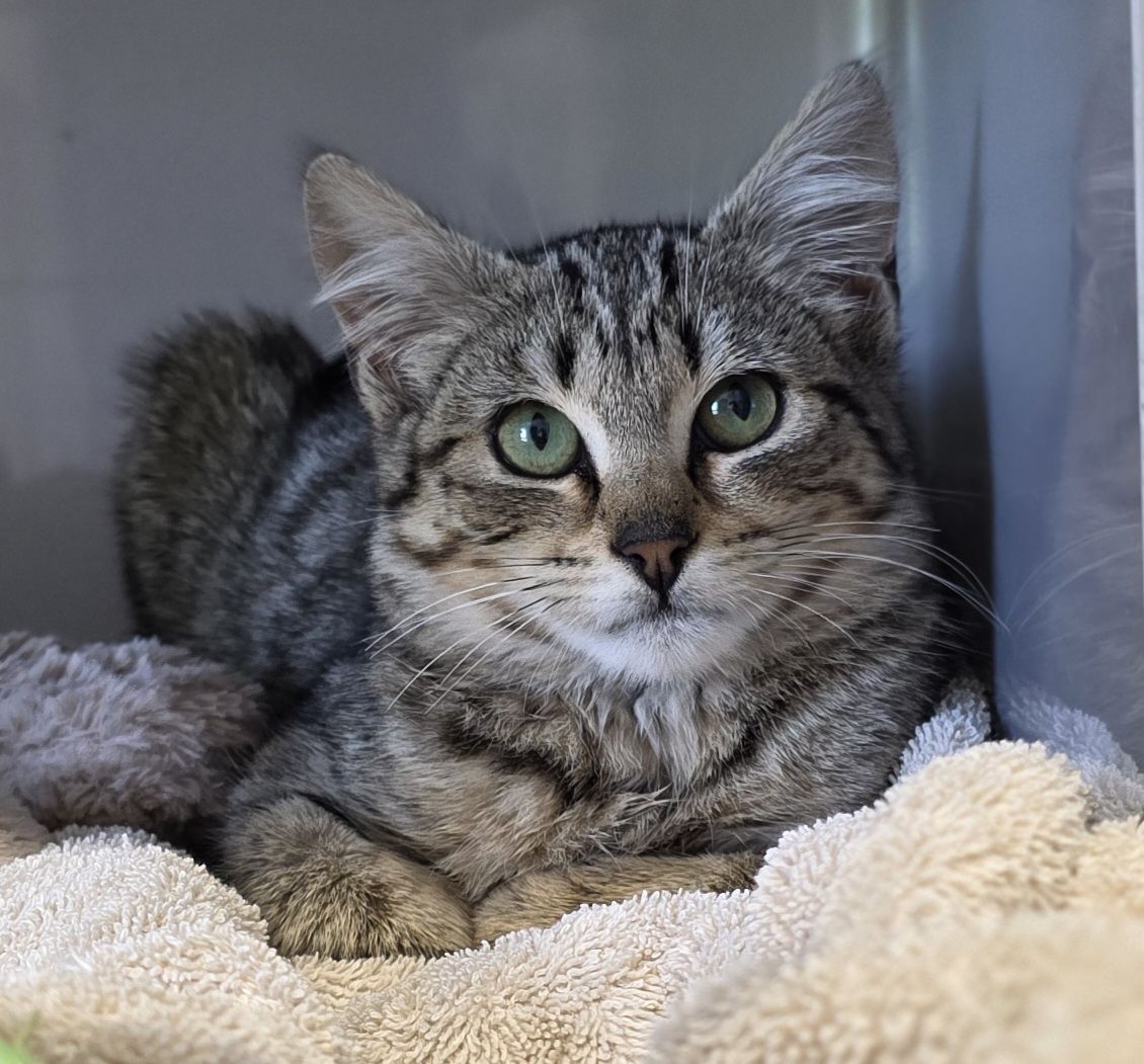 Gallery image: Lilly