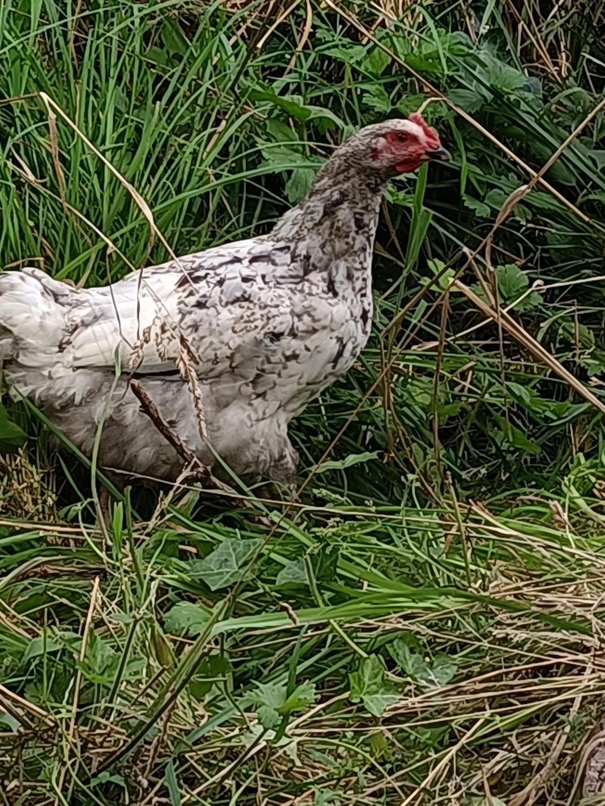 Gallery image: Hattie