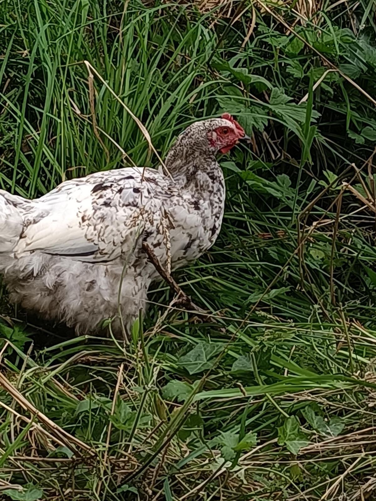 Gallery image: Hattie