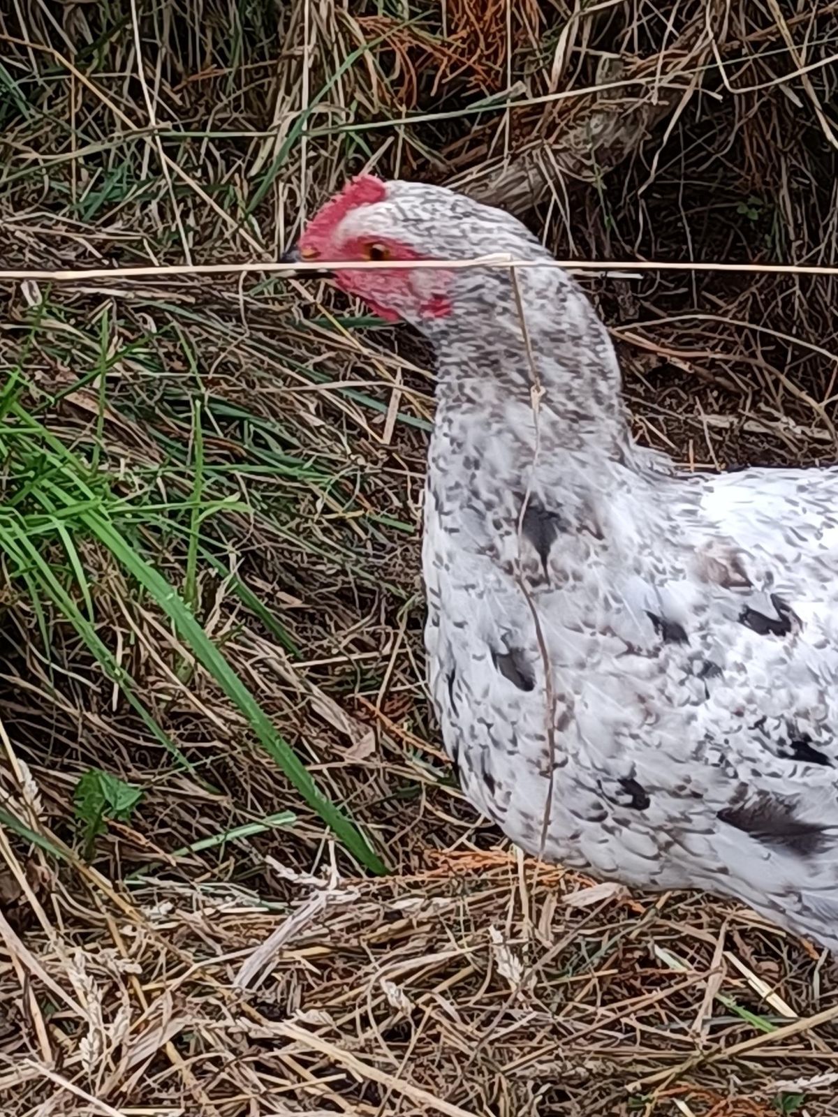 Gallery image: Hattie