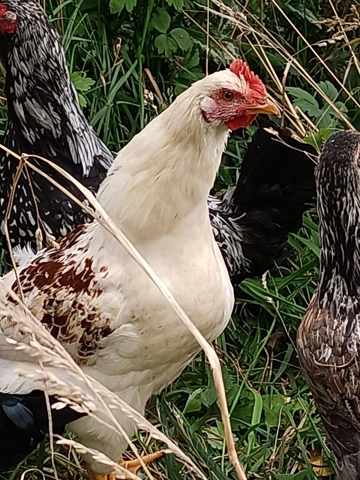 Gallery image: Maude