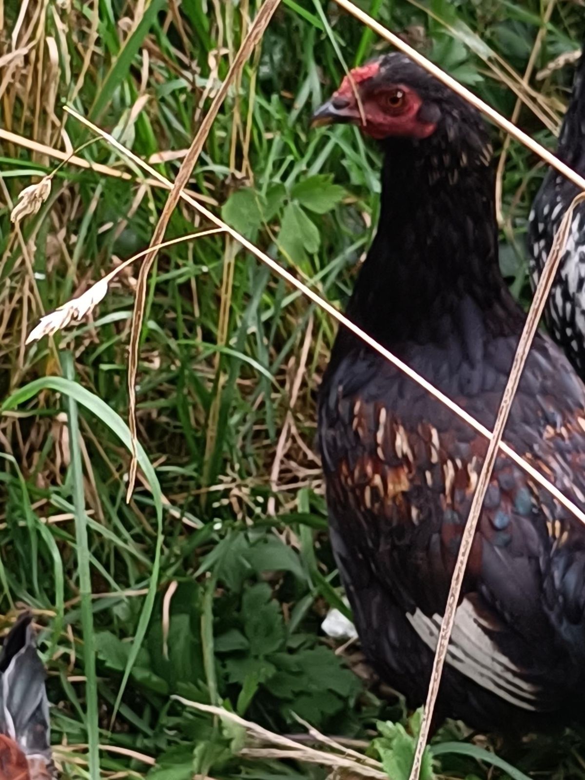 Gallery image: Constance