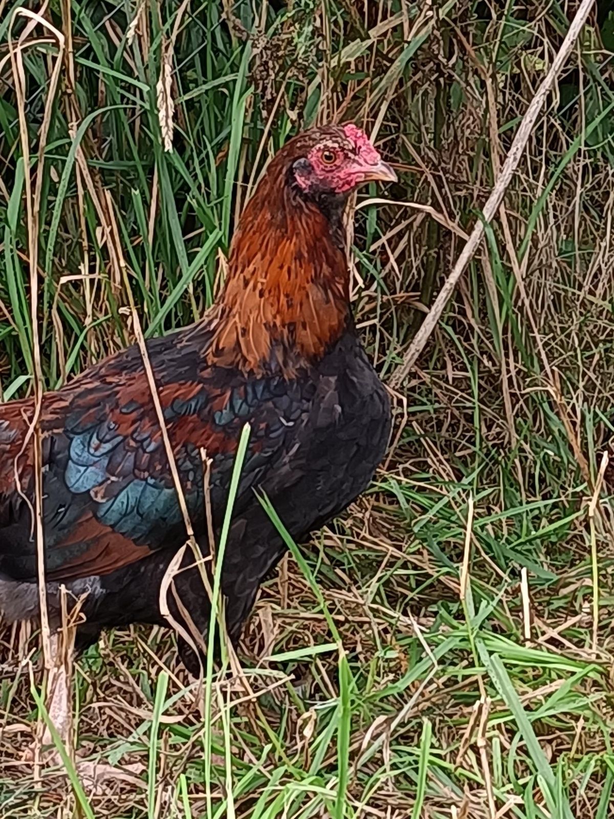 Gallery image: Blanche