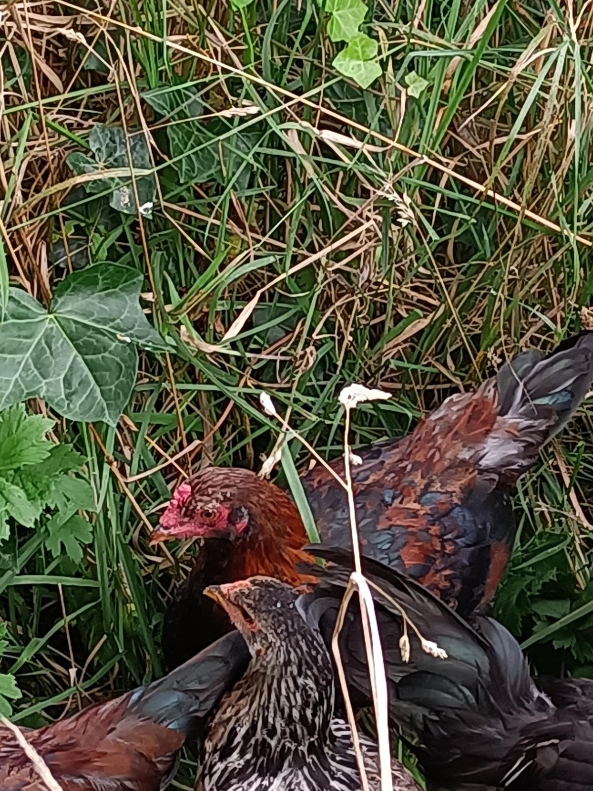 Gallery image: Winifred