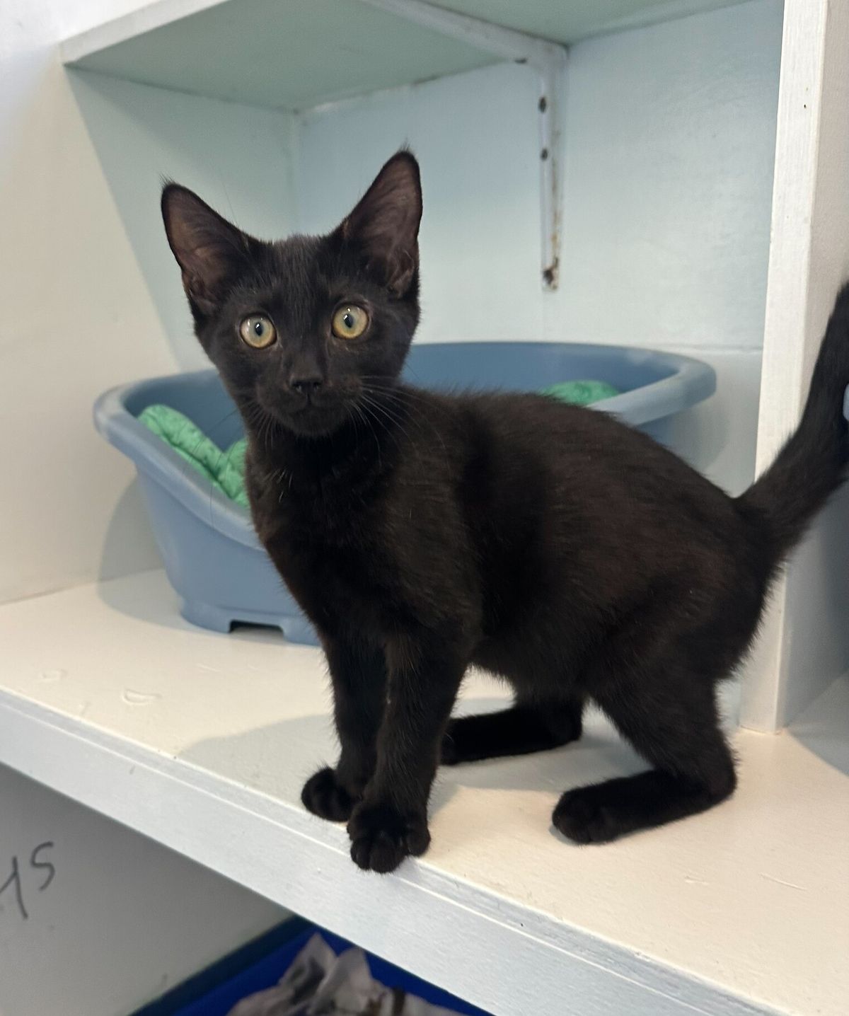 Gallery image: Smore