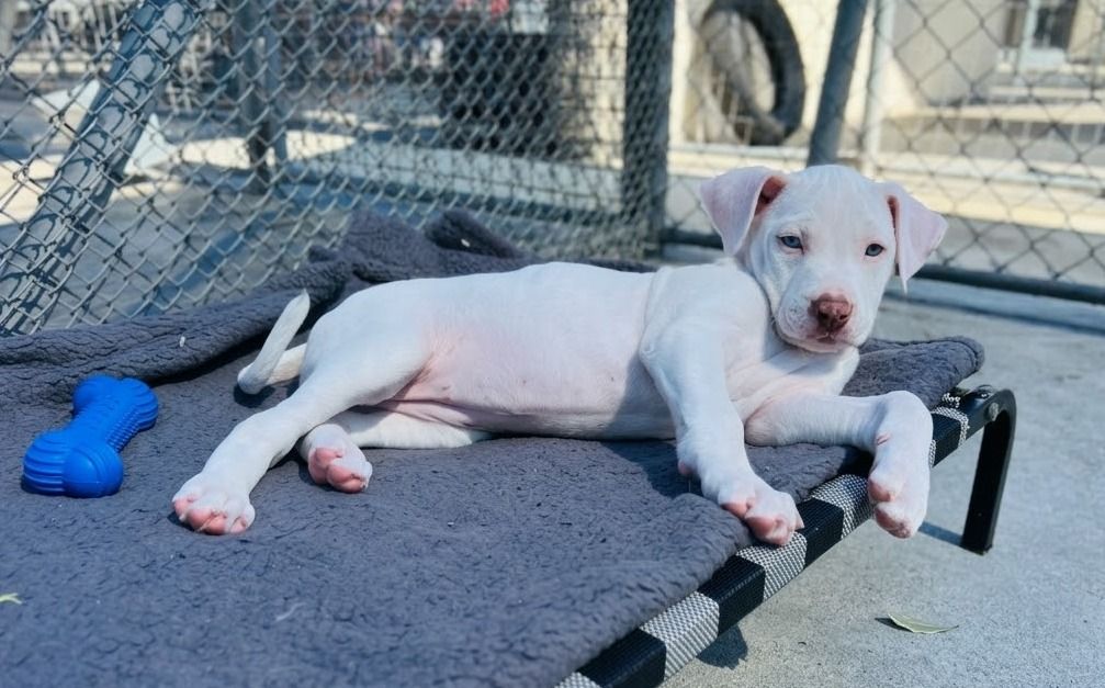 Gallery image: Willow