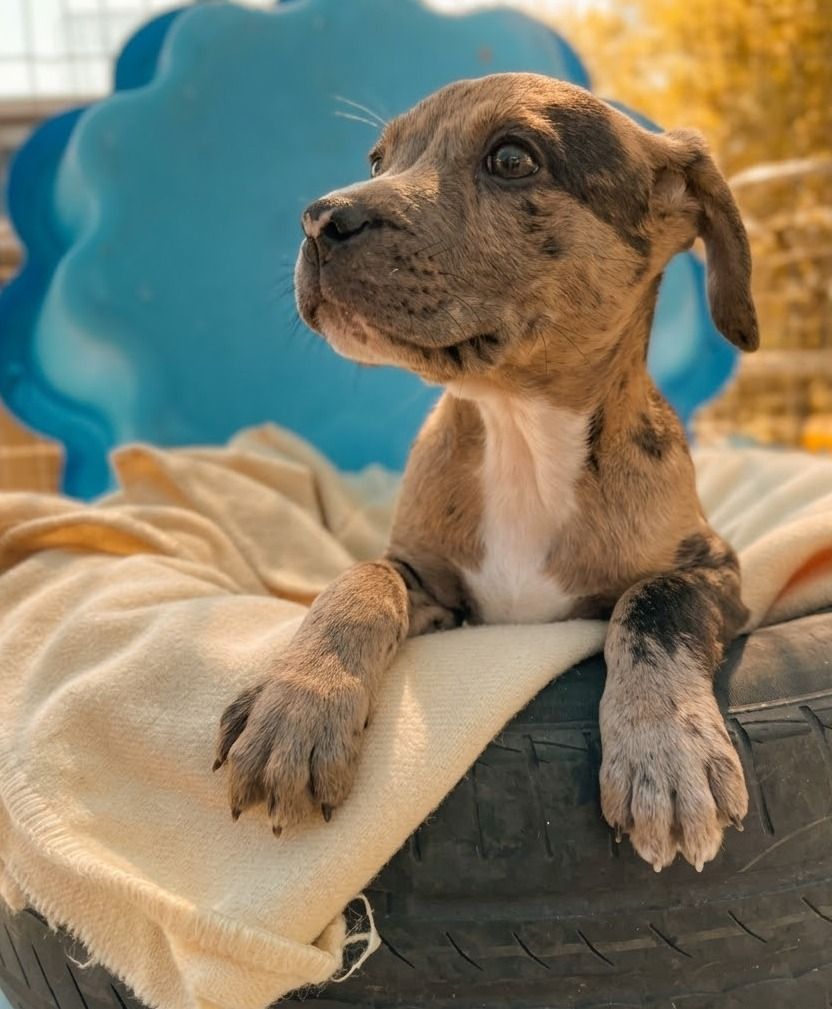 Gallery image: Maple