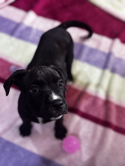 Rain - Large Cross Breed