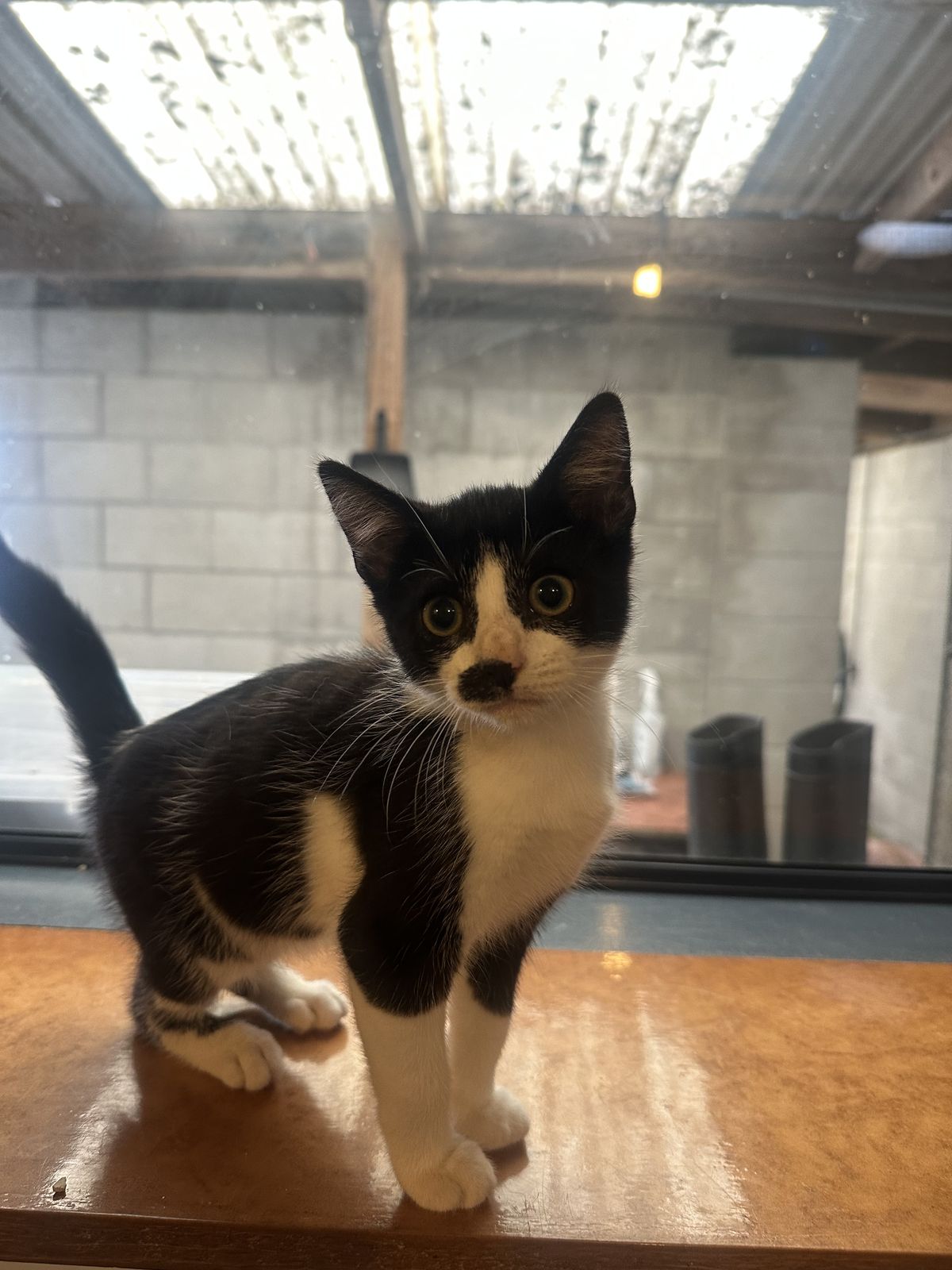 Gallery image: Charles 