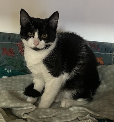 Star - Domestic Short Hair