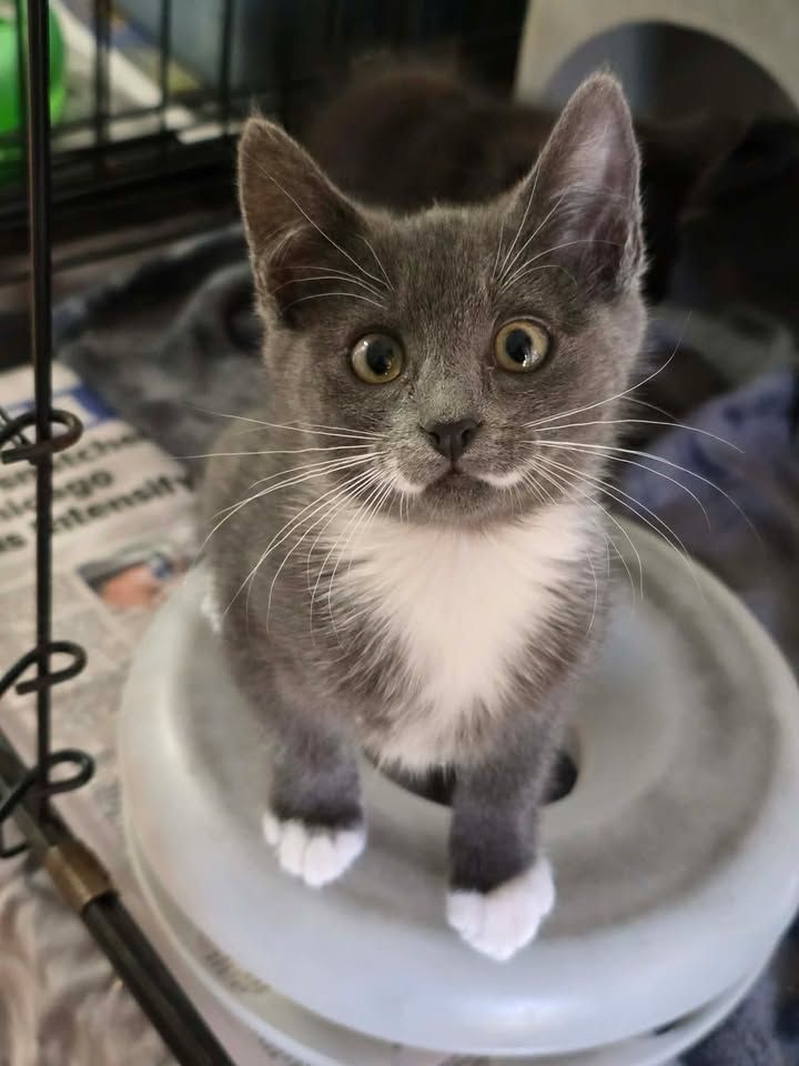 Gallery image: Penny