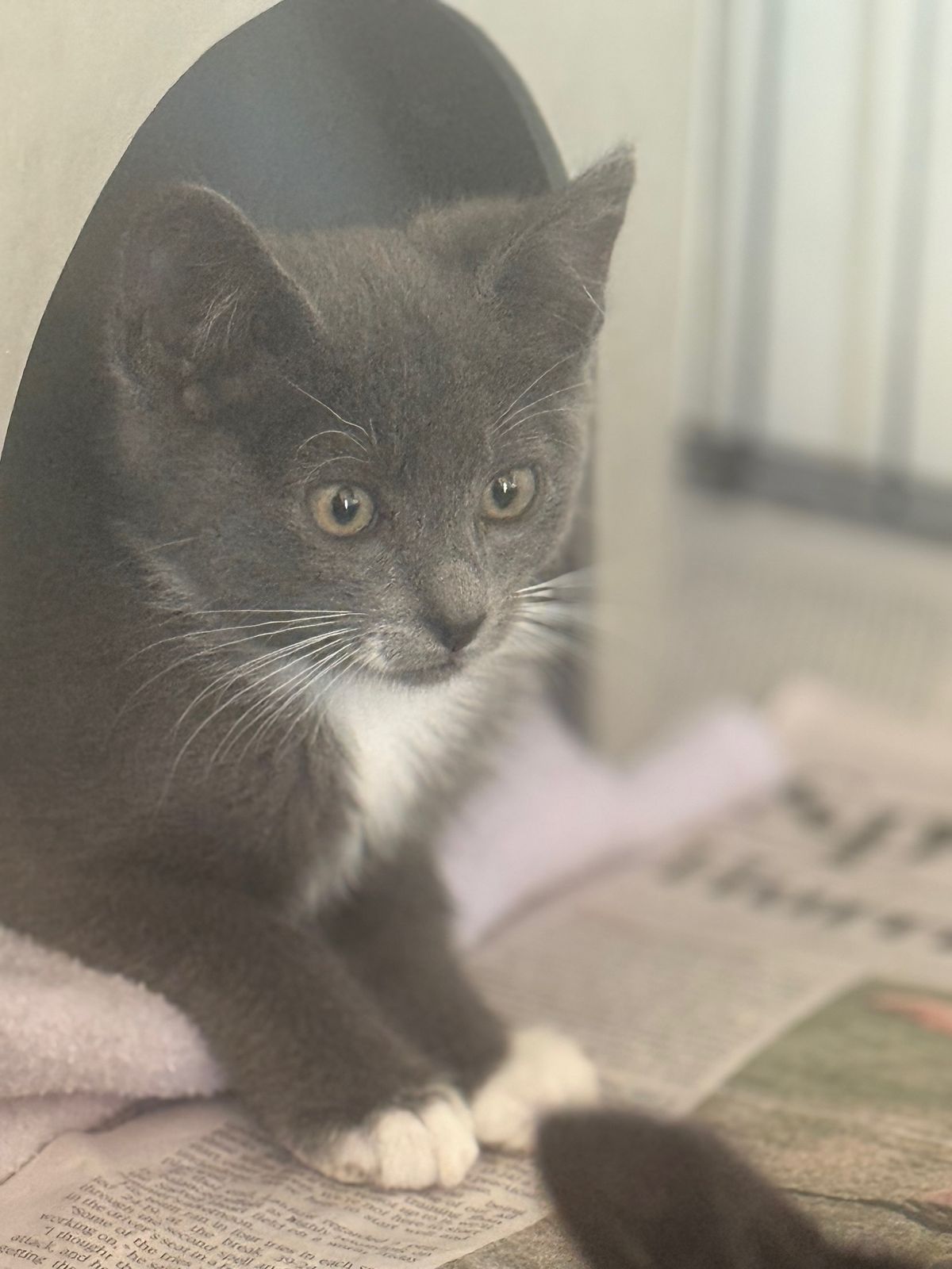 Gallery image: Penny