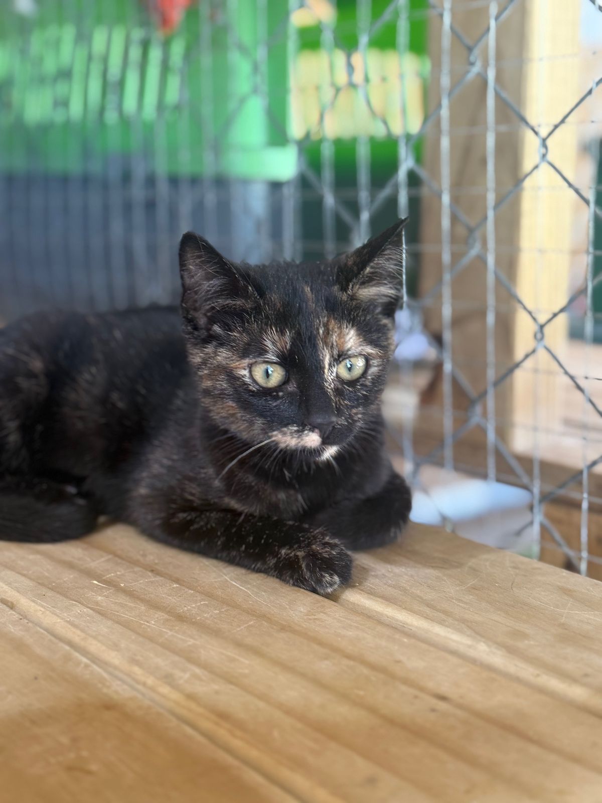 Gallery image: Karma