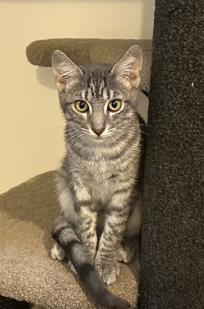 Flo - Domestic Short Hair