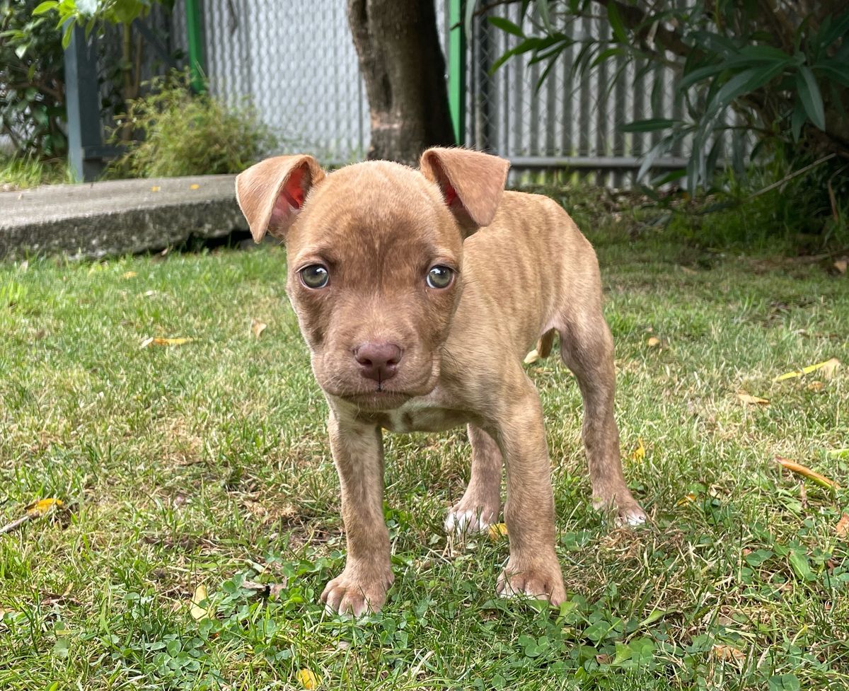 Gallery image: Sparrow 