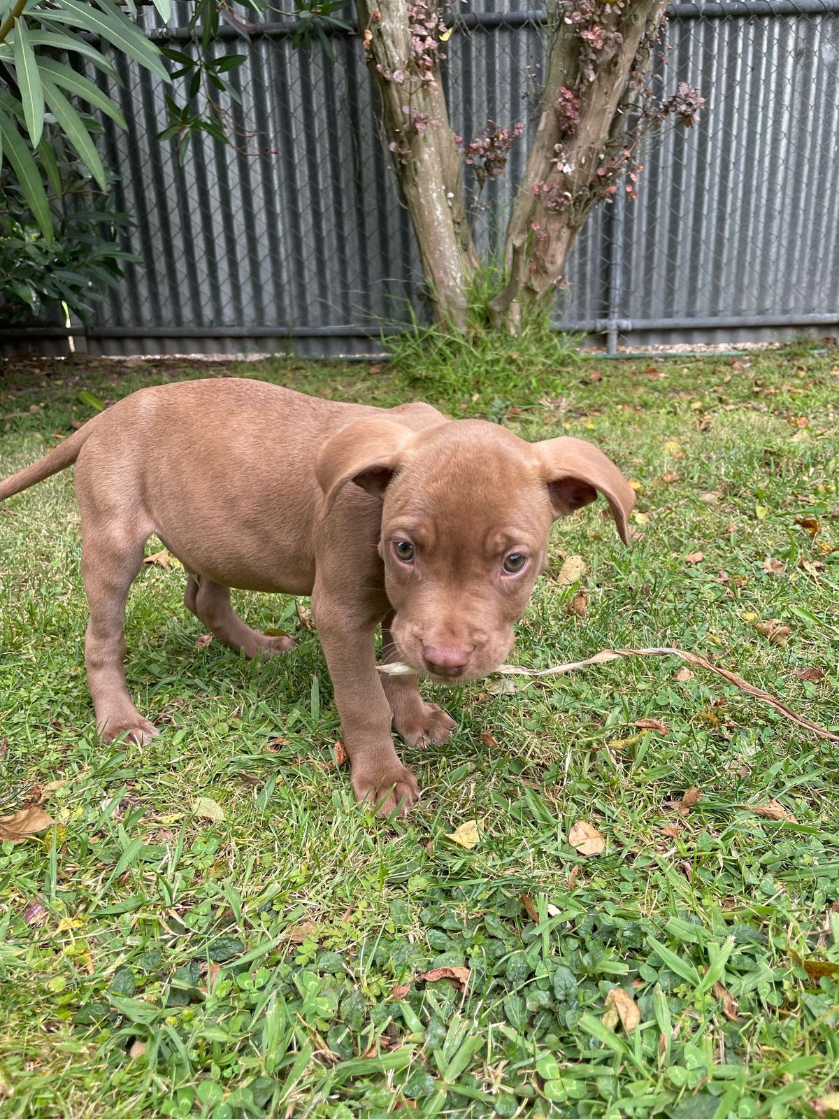 Gallery image: Moose 