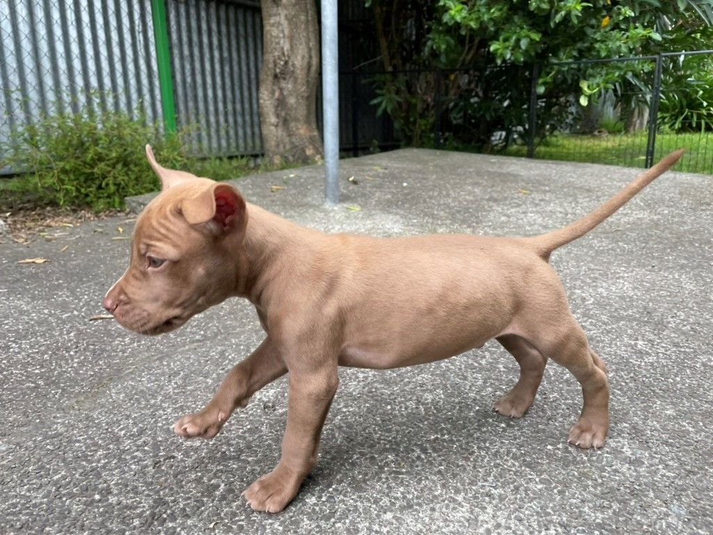 Gallery image: Moose 