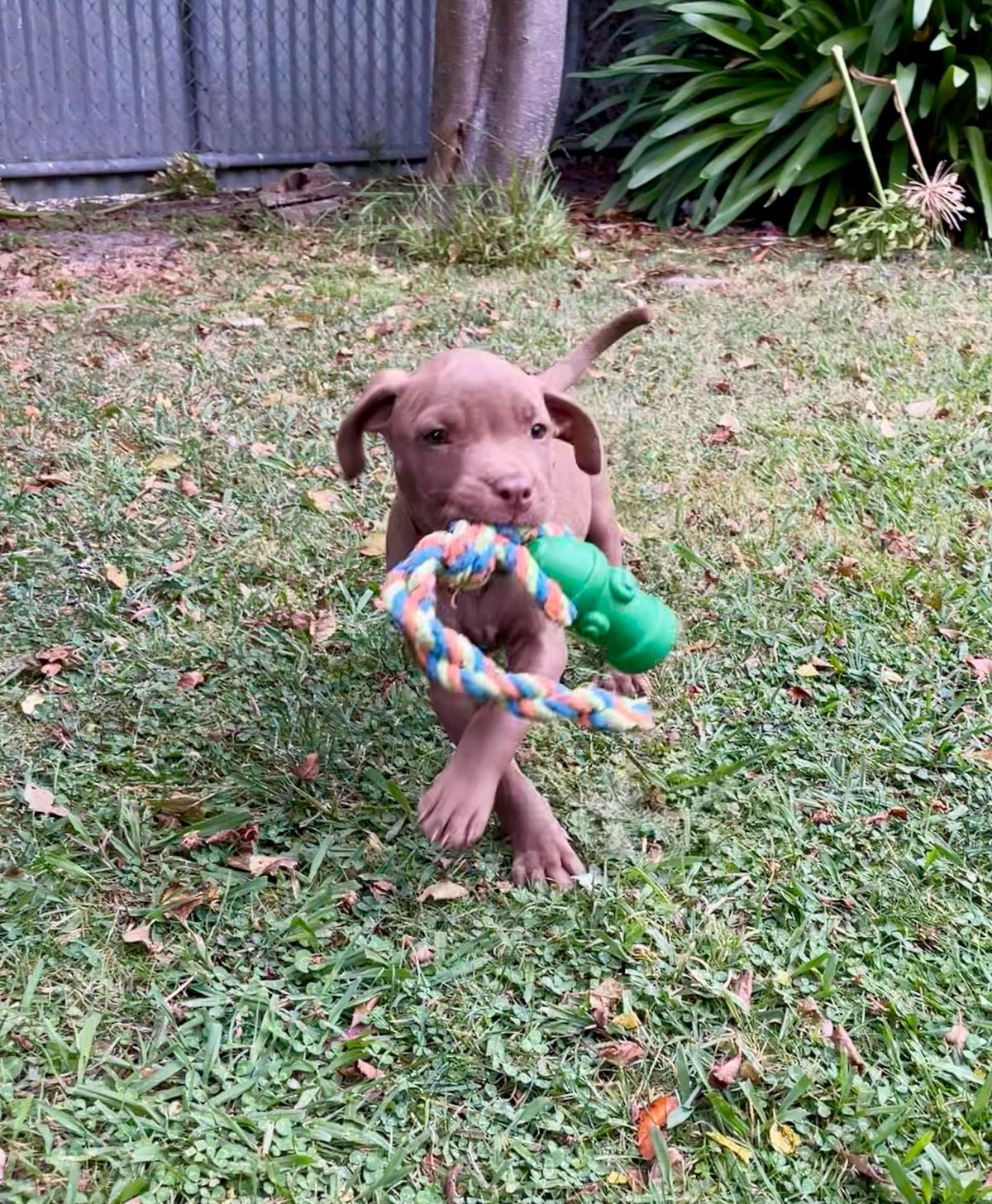 Gallery image: Moose 