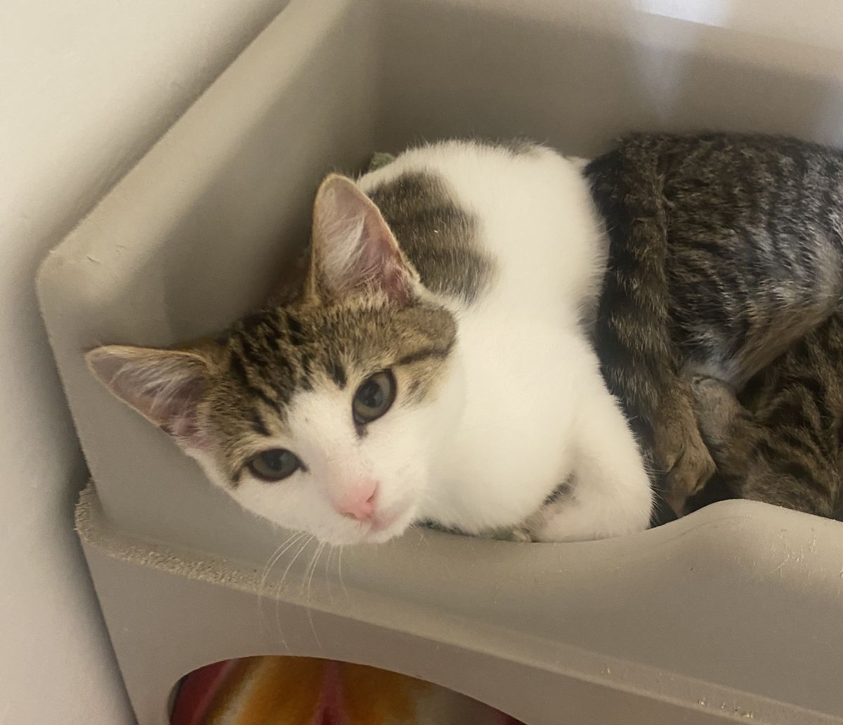 Gallery image: Plankton