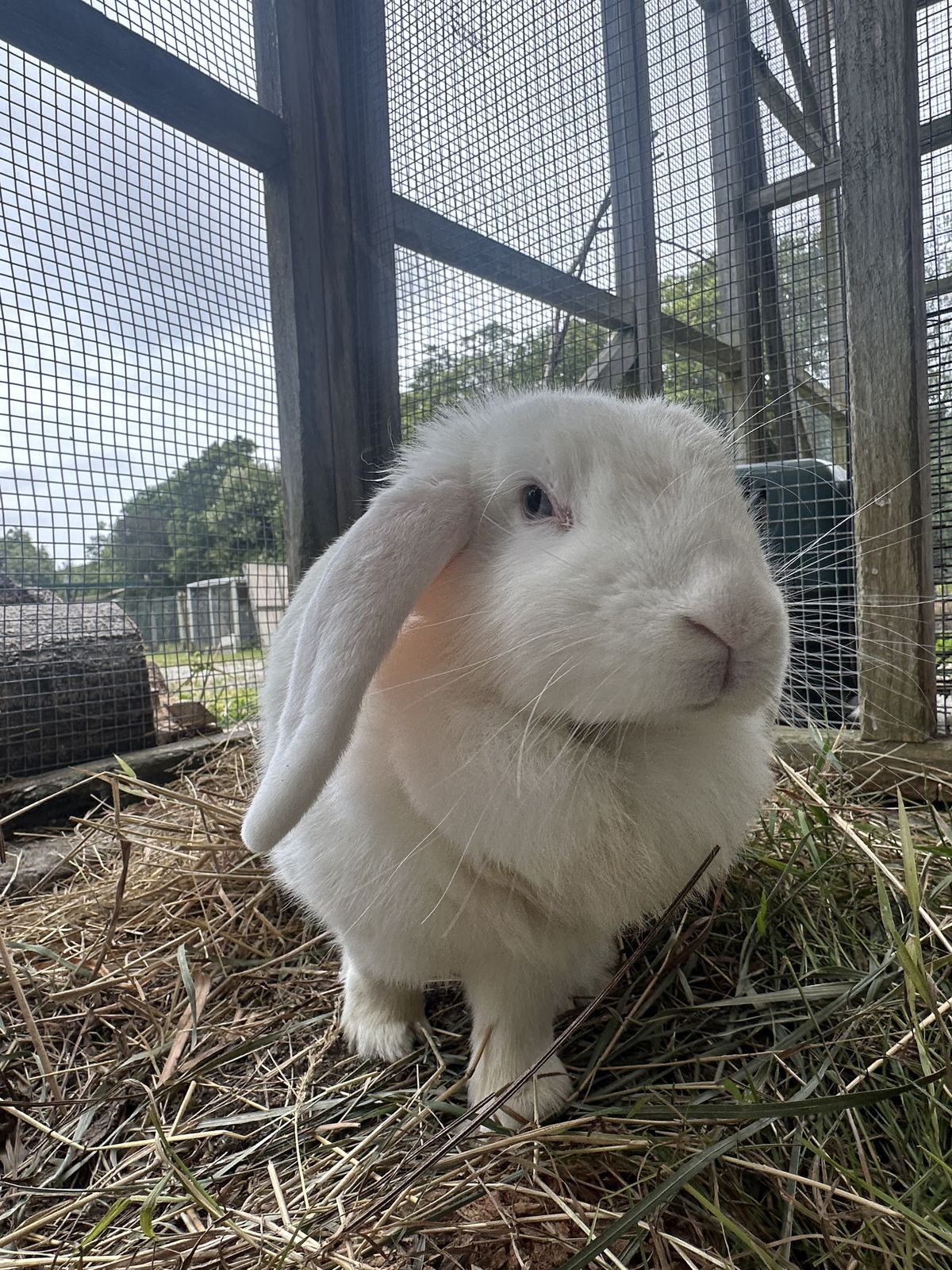 Gallery image: Tweety