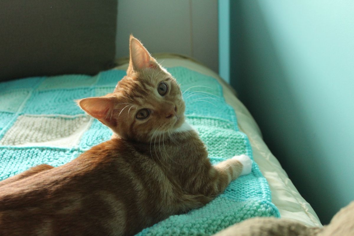 Gallery image: Hansel