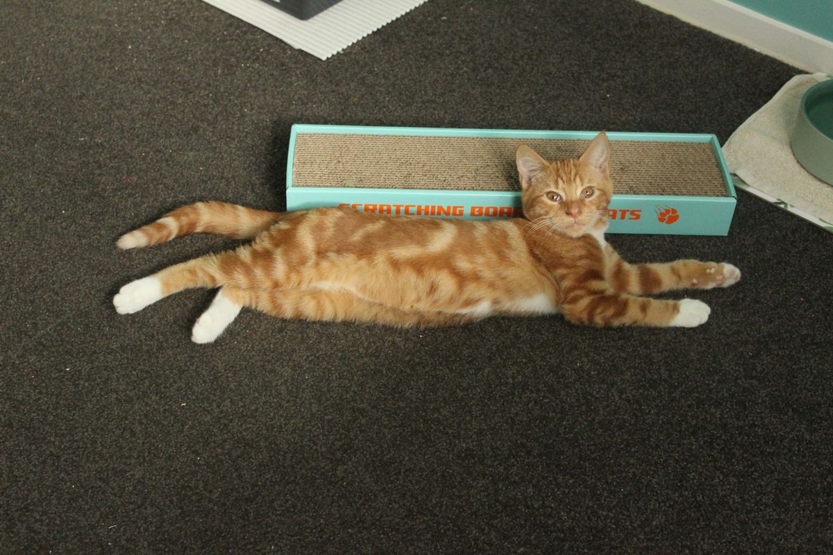 Gallery image: Hansel