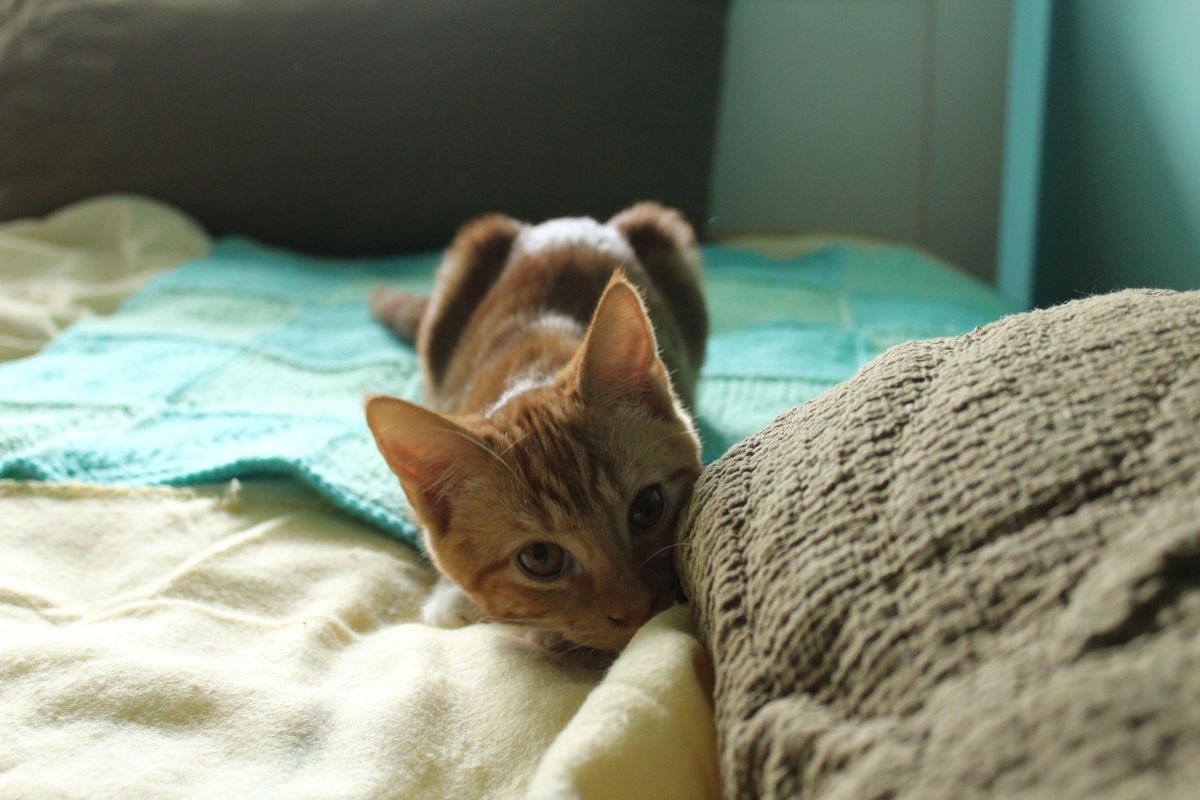 Gallery image: Hansel