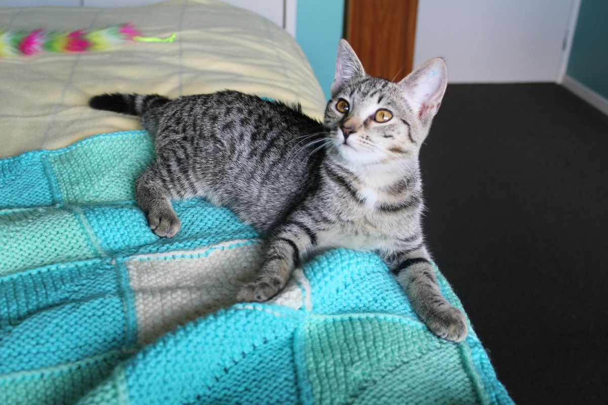 Gallery image: Gretal