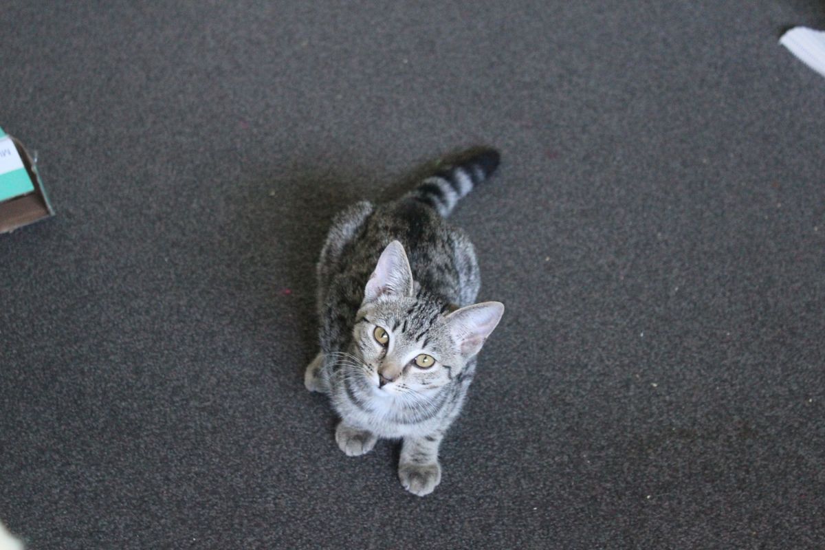 Gallery image: Gretal