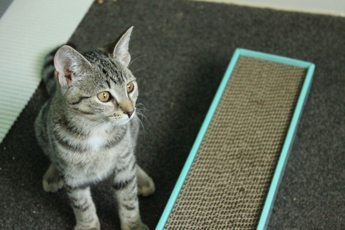 Gallery image: Gretal